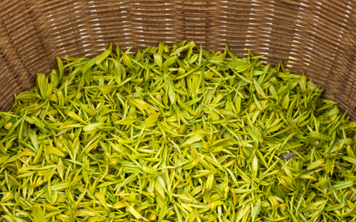黄金芽属于什么茶？黄金芽茶的功效与作用有哪些？黄金芽茶的冲泡方法