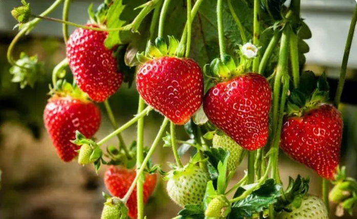 草莓怎么种？种草莓用什么土种植最好？
